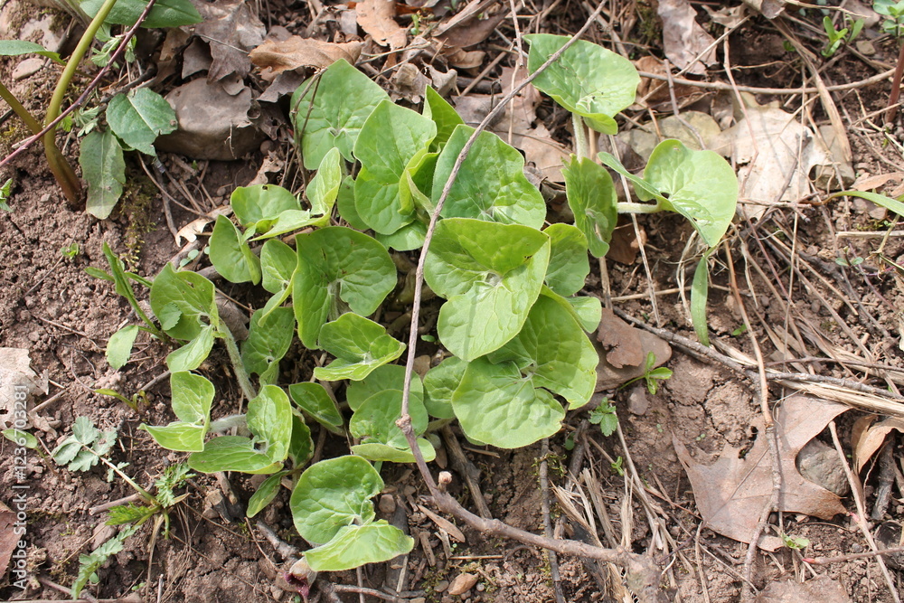 A sample of Wild Ginger (Asarum Canadense) in the Birthwort family, growing in Ontario Canada. -Captured by MIROFOSS A sample of Wild Ginger (Asarum Canadense) in the Birthwort family, growing in Ontario Canada. -Captured by MIROFOSS