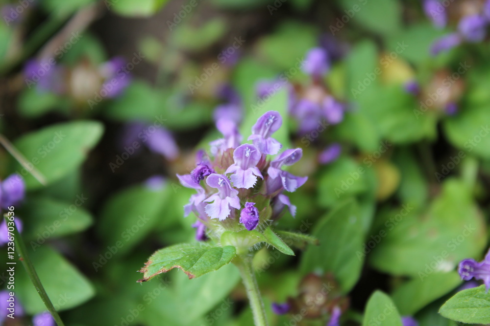 A sample of Heal-All (Prunella Vulgaris) in the Mint family, growing in Ontario Canada. -Captured by MIROFOSS A sample of Heal-All (Prunella Vulgaris) in the Mint family, growing in Ontario Canada. -Captured by MIROFOSS