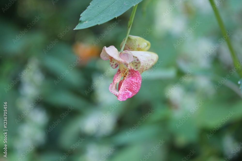 A sample of Spotted Jewelweed (Impatiens Capenis) in the Touch-Me-Not family, growing in Ontario Canada. -Captured by MIROFOSS A sample of Spotted Jewelweed (Impatiens Capenis) in the Touch-Me-Not family, growing in Ontario Canada. -Captured by MIROFOSS