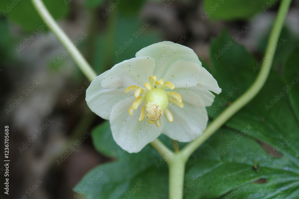 A sample of May Apple (Podophyllum Peltatum) in the Barberry family, growing in Ontario Canada. -Captured by MIROFOSS A sample of May Apple (Podophyllum Peltatum) in the Barberry family, growing in Ontario Canada. -Captured by MIROFOSS