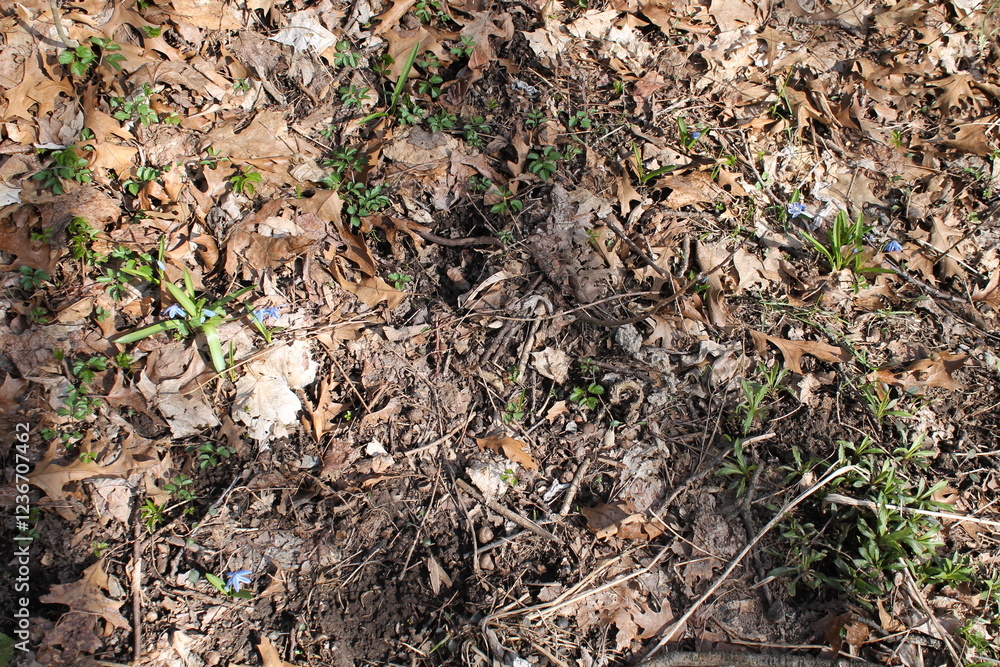 A sample of Siberian Squill (Scilla Siberica) in the Asparagus family, growing in Ontario Canada. -Captured by MIROFOSS A sample of Siberian Squill (Scilla Siberica) in the Asparagus family, growing in Ontario Canada. -Captured by MIROFOSS