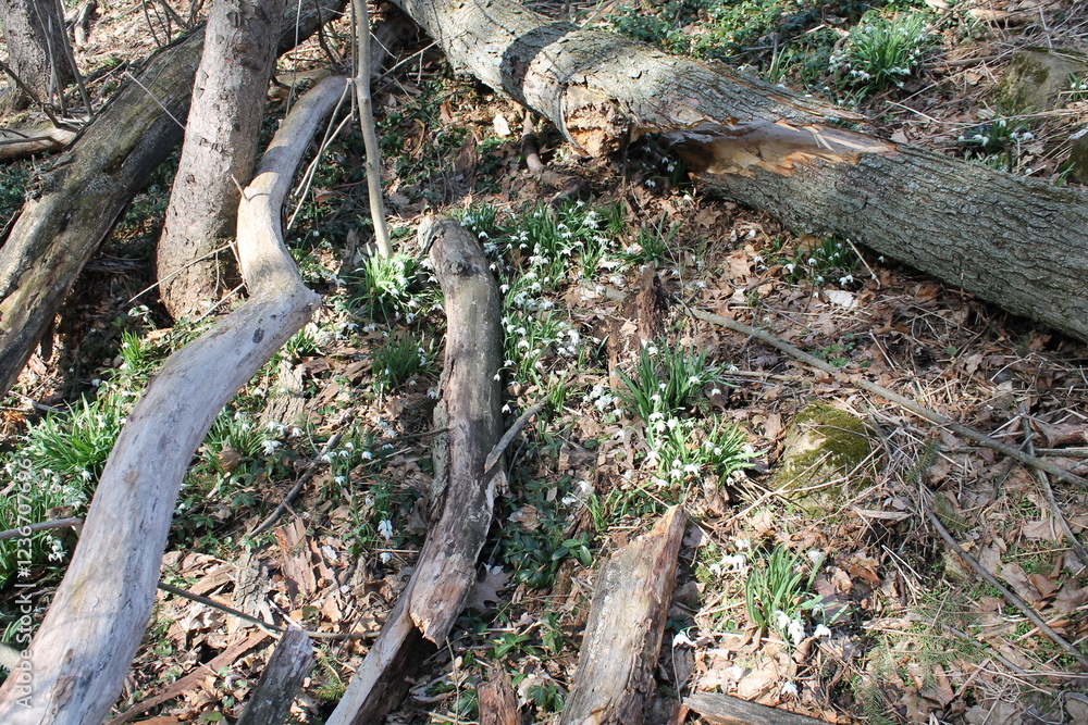 A sample of Snowdrop (Galanthis Nivalis) in the Amaryllis family, growing in Ontario Canada. -Captured by MIROFOSS A sample of Snowdrop (Galanthis Nivalis) in the Amaryllis family, growing in Ontario Canada. -Captured by MIROFOSS