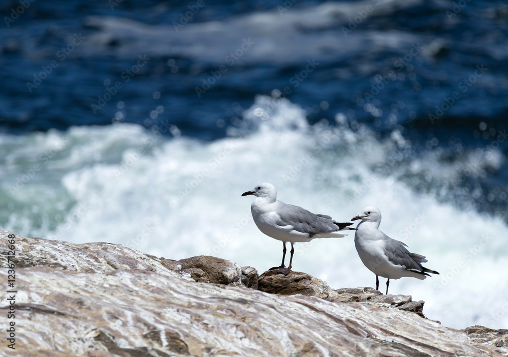 Summer vacation, Hartlaubs gull (Chroicocephalus hartlaubii). Two seagulls (Larus) couple birds stand on stone against the background of blue Atlantic ocean. Seascape, natural wallpaper, copy space