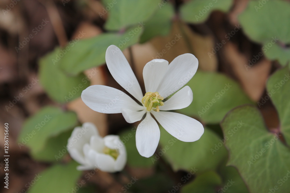 A sample of Twinleaf (Jefersonia Diphylla) in the Barberry family, growing in Ontario Canada. -Captured by MIROFOSS A sample of Twinleaf (Jefersonia Diphylla) in the Barberry family, growing in Ontario Canada. -Captured by MIROFOSS
