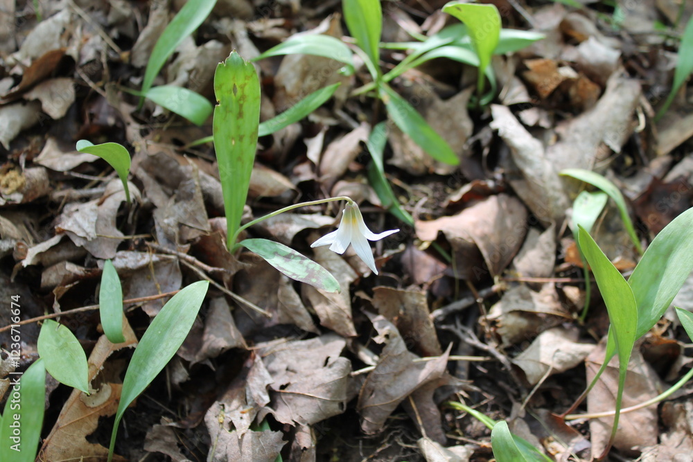 A sample of Trout Lily (Erythronium Americanum) in the Lily family, growing in Ontario Canada. -Captured by MIROFOSS A sample of Trout Lily (Erythronium Americanum) in the Lily family, growing in Ontario Canada. -Captured by MIROFOSS