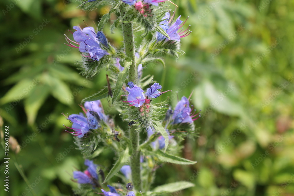 A sample of Viper's Bugloss (Echium Vulgare) in the Borage family, growing in Ontario Canada. -Captured by MIROFOSS A sample of Viper's Bugloss (Echium Vulgare) in the Borage family, growing in Ontario Canada. -Captured by MIROFOSS