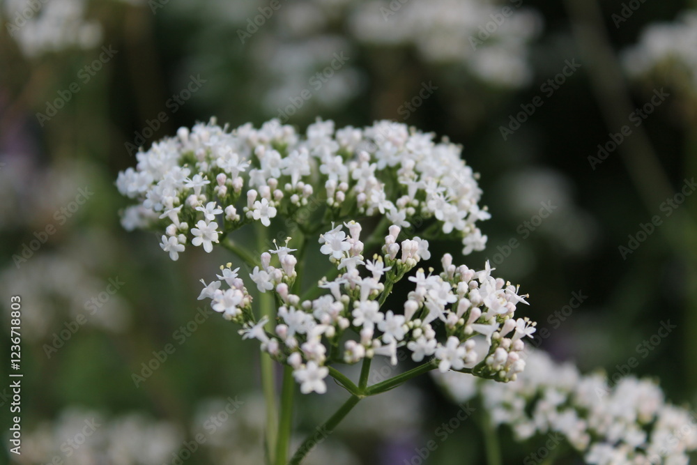 A sample of Valerian (Valeriana Officinalis) in the Honeysuckle family, growing in Ontario Canada. -Captured by MIROFOSS A sample of Valerian (Valeriana Officinalis) in the Honeysuckle family, growing in Ontario Canada. -Captured by MIROFOSS