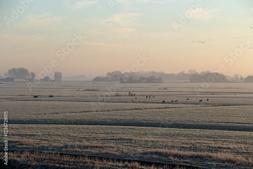 morning in the winter field