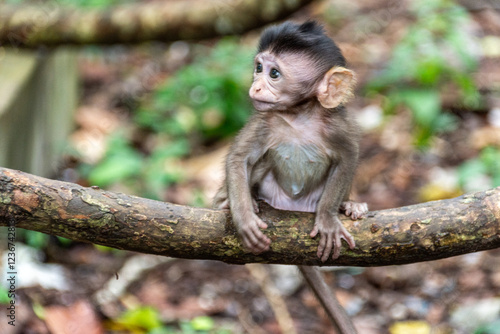 Sticker Little monkey in Angkor Wat, Cambodia