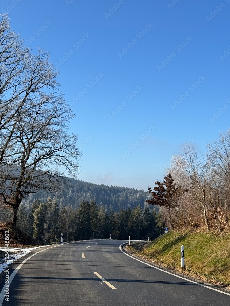 Fototapeta premium road in the forest