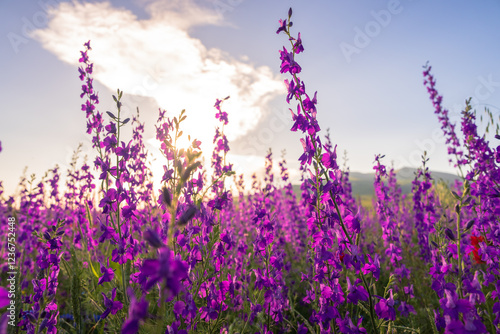 Field of purple flowers, spring bloom