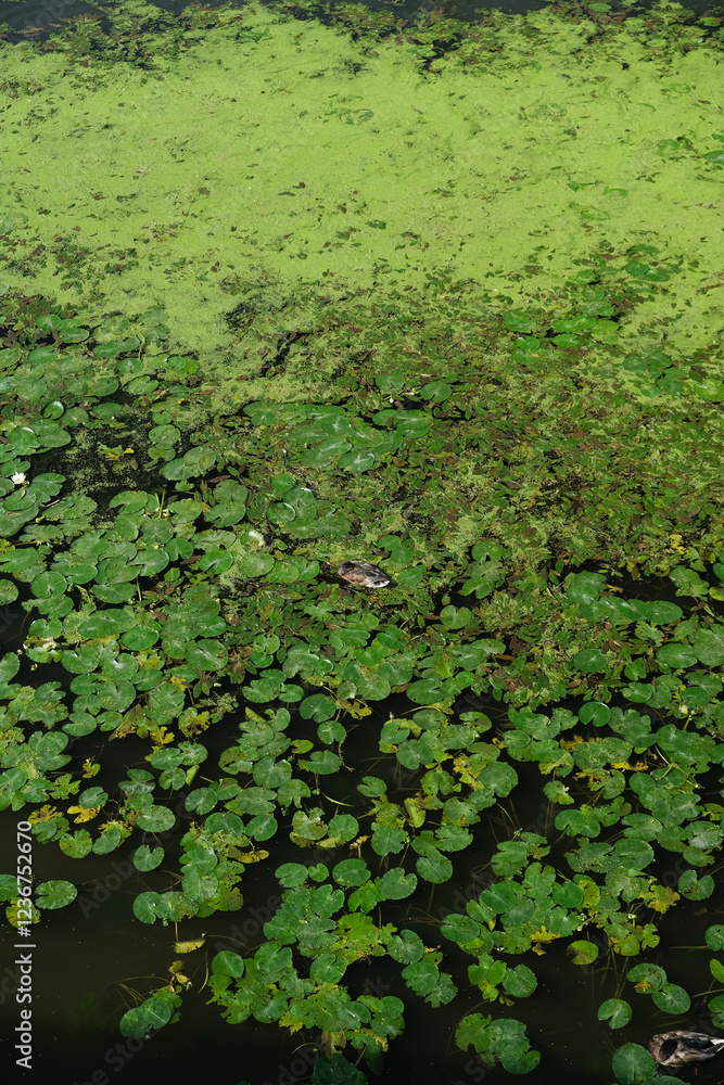 overgrown surface of the river with green water lilies overgrown surface of the river with green water lilies