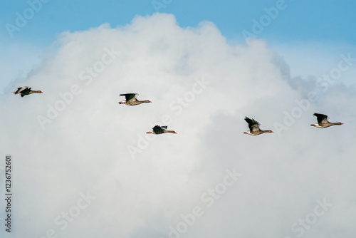 Wildgänse im Formationsflug