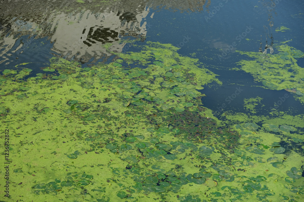 overgrown surface of the river with green water lilies overgrown surface of the river with green water lilies