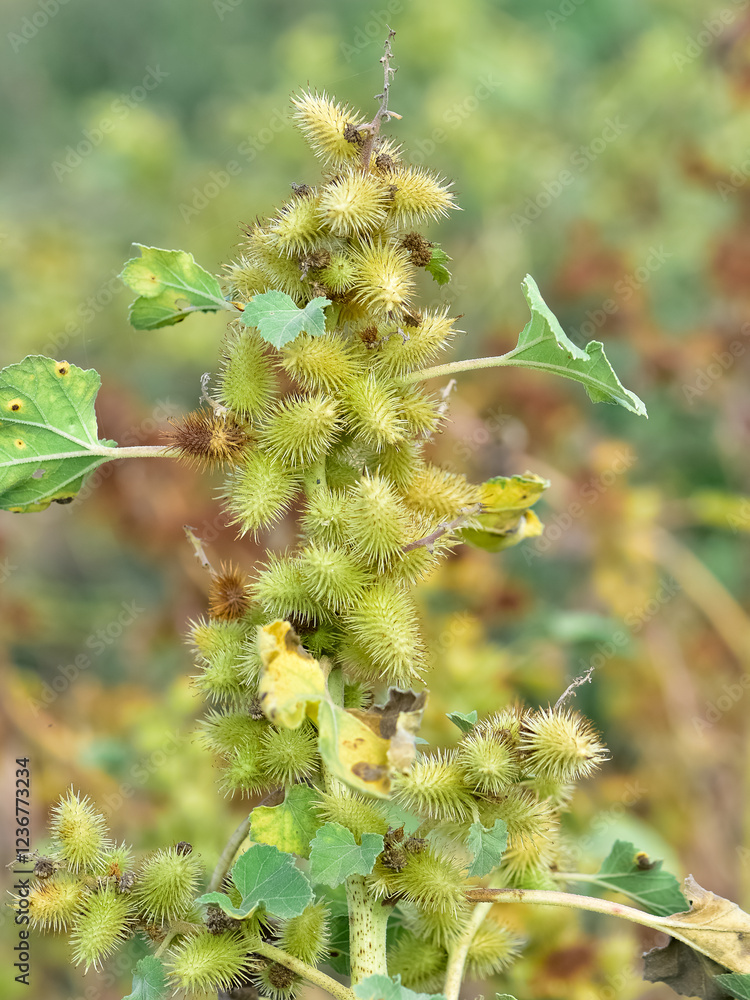 photos of thorny plants that grow spontaneously in nature. photos of thorny plants that grow spontaneously in nature.