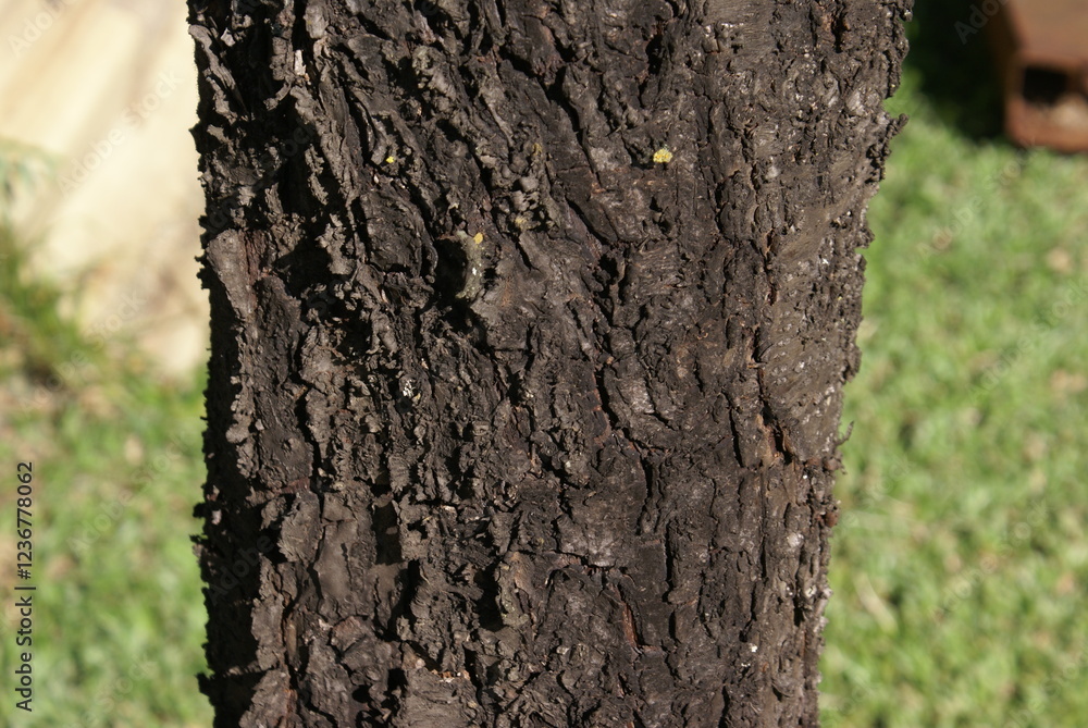 Fototapeta premium tree bark texture