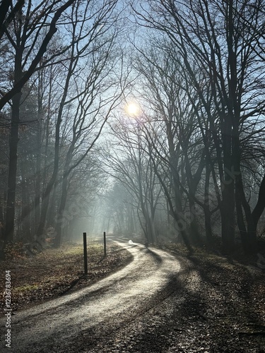 path in the woods