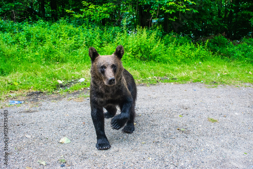 Brown bear on side of Transfagarasan Highway. Wild bears come to famous tourist high road in anticipation of food from tourists. Romania photo