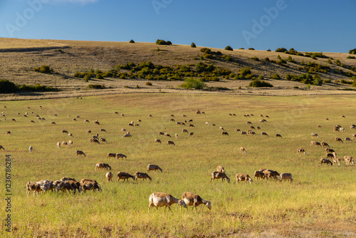 Wallpaper Mural Herd of sheep near Millau, Occitanie, Departement Aveyron, France Torontodigital.ca