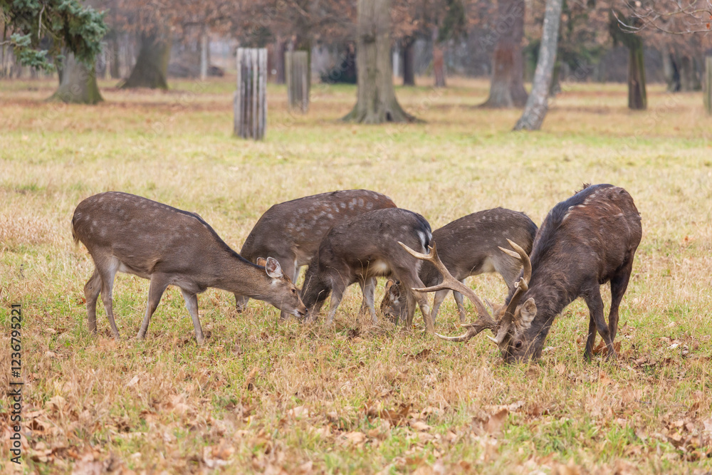 Sika deer - Cervus nippon, doe and mouflon in meadow and forest. Photo from wild nature Sika deer - Cervus nippon, doe and mouflon in meadow and forest. Photo from wild nature