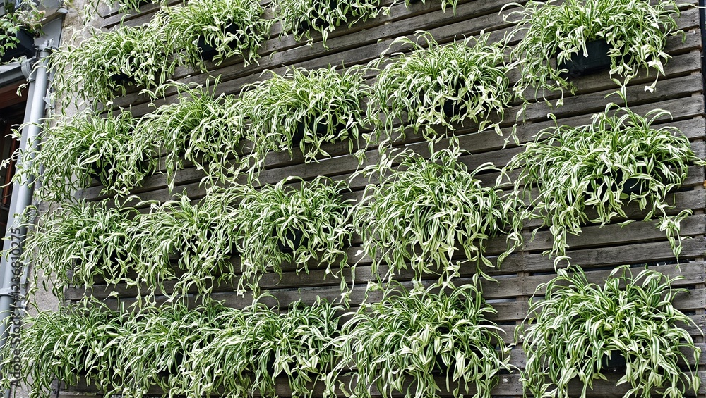 Stylish wooden vertical garden with cascading spider plants Stylish wooden vertical garden with cascading spider plants