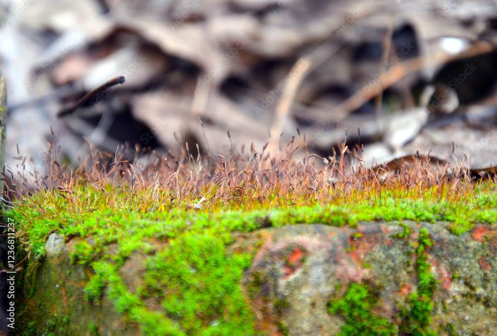 Close-up of bright green moss on brick
Close-up of bright green moss on brick