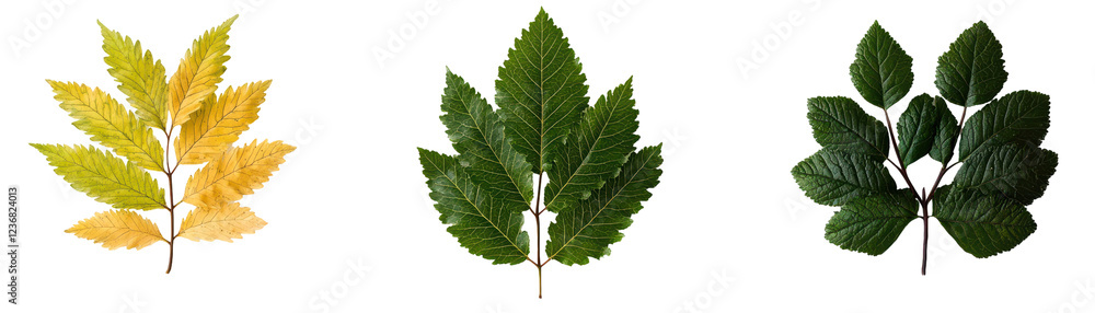 Golden, green, and dark leaves arranged in row, showcasing nature beauty Golden, green, and dark leaves arranged in row, showcasing nature beauty