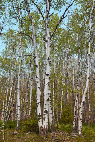Birch trees lined up in Acadia, Maine, USA