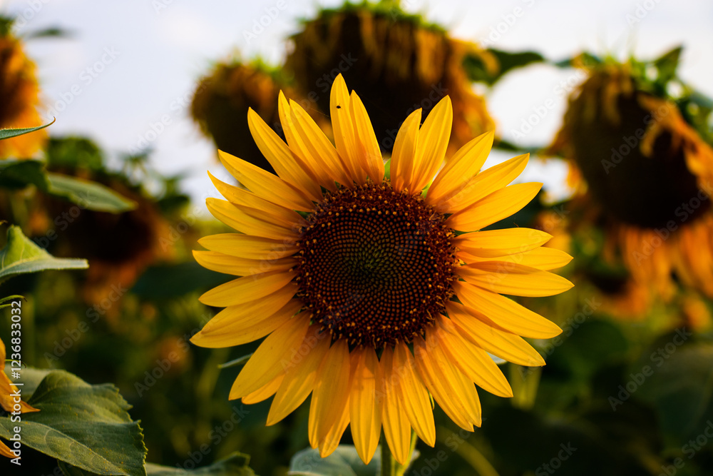 Fototapeta premium sunflower in the field