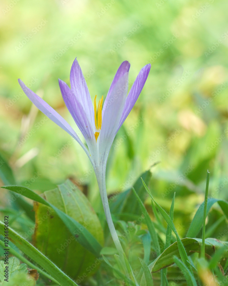 Fototapeta premium purple crocus flower