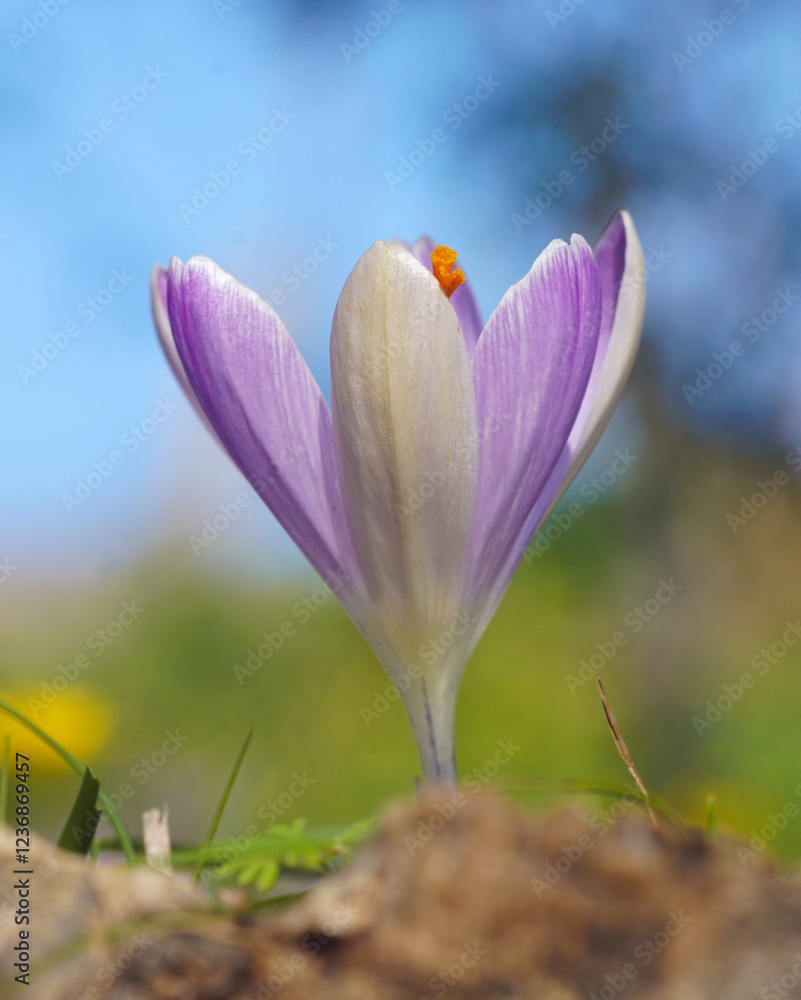 spring crocus flowers spring crocus flowers