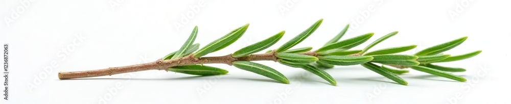 Delicate rosemary sprig against white backdrop, foliage, herbal, sprig Delicate rosemary sprig against white backdrop, foliage, herbal, sprig