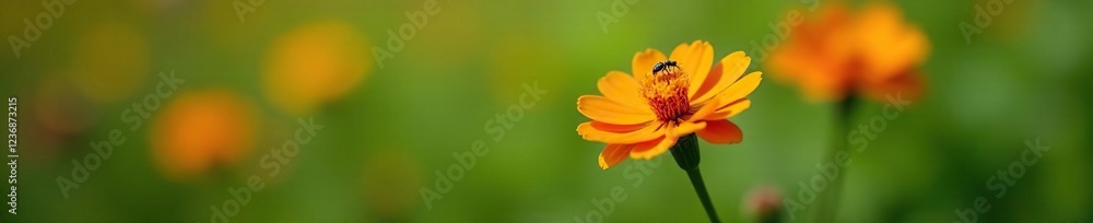 delicate French marigold stem with small orange marigold blooms and a few mosquitoes feeding on nectar, flowers, natural world, insects delicate French marigold stem with small orange marigold blooms and a few mosquitoes feeding on nectar, flowers, natural world, insects