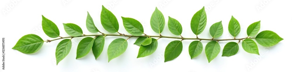 Foliage branch with leaves isolated on white background, green, simple Foliage branch with leaves isolated on white background, green, simple