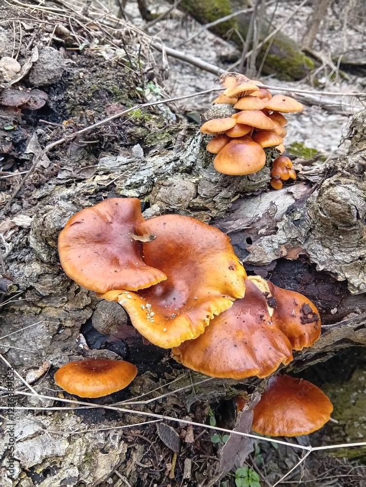 mushrooms in the forest