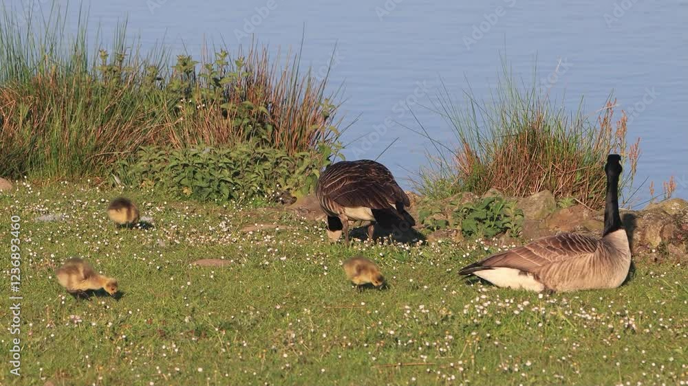 Canada Geese parents with Chicks at shore
Canada Geese parents with Chicks at shore