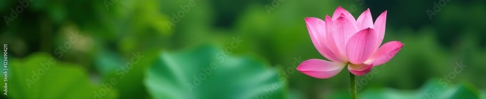 soft pink hues of single lotus flower against greenery, greenery, pink, pond soft pink hues of single lotus flower against greenery, greenery, pink, pond