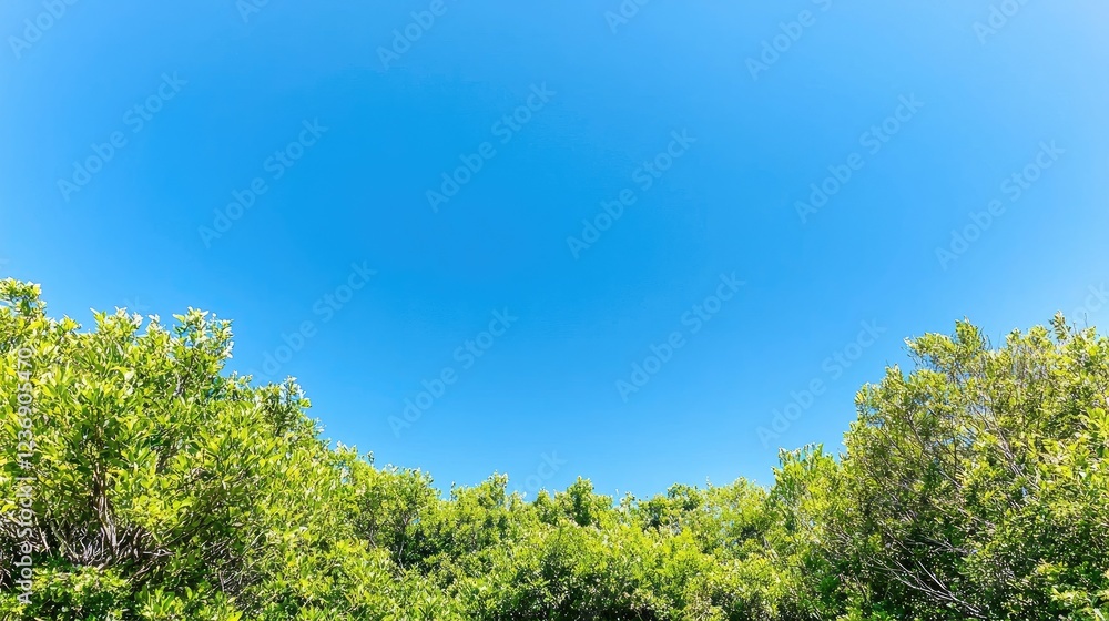 Lush green canopy under a vibrant blue sky. Perfect for nature background Lush green canopy under a vibrant blue sky. Perfect for nature background