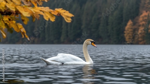 Fototapeta Naklejka Na Ścianę i Meble -  Majestic swan gliding on tranquil lake surrounded by autumn foliage and dense forest under soft light