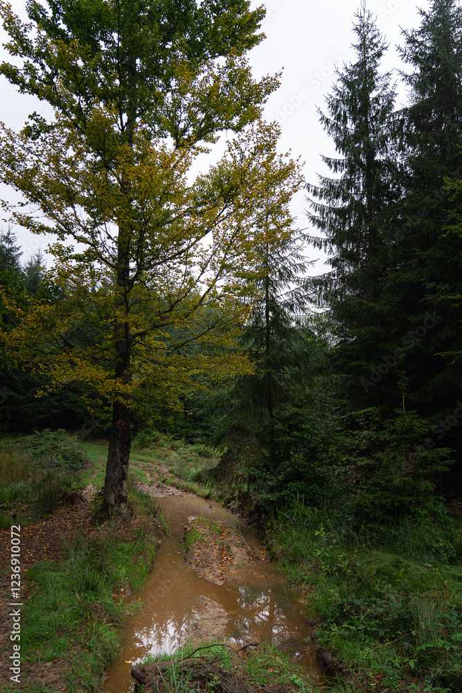 Fototapeta premium Stream winding through a lush forest with trees showing early signs of autumn in a serene landscape. Hiking in Carpathian Mountains, Ukraine