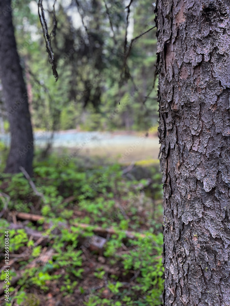 Close view of tree bark on hiking trail in Idaho forest Close view of tree bark on hiking trail in Idaho forest