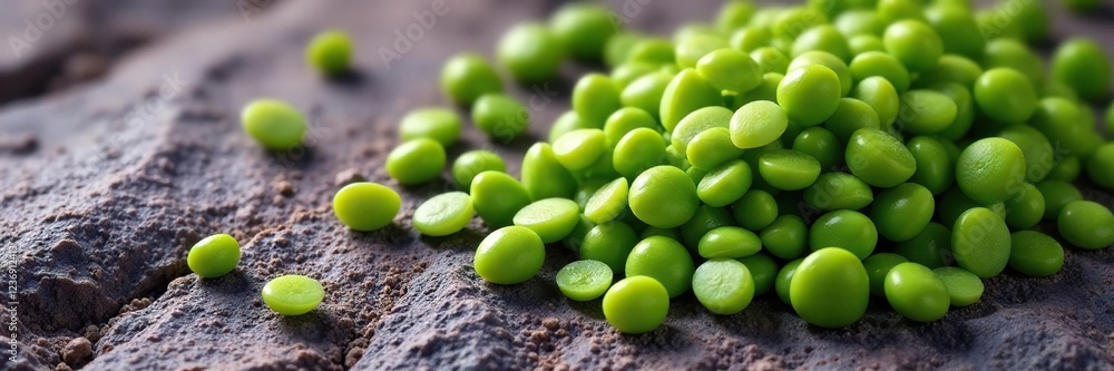Fresh green jojoba seeds on a rocky background, jojoba seeds, texture Fresh green jojoba seeds on a rocky background, jojoba seeds, texture