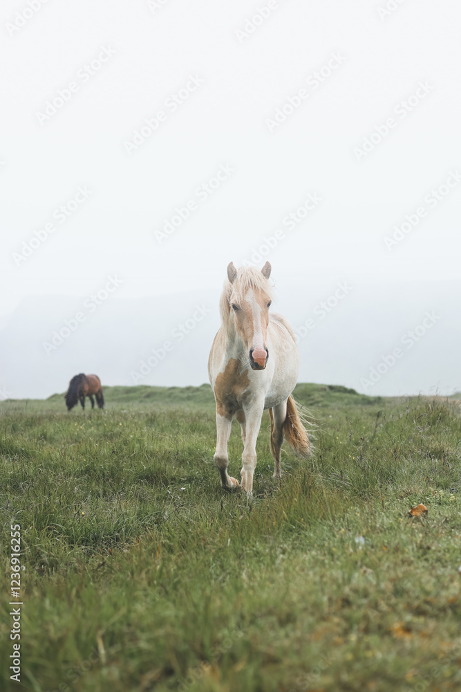 Obraz premium Icelandic horse grazes peacefully at sunset on the Snaefellsnes peninsula near Grundarfjordur, Iceland. Equus ferus caballus pasture during sunlight with clouds