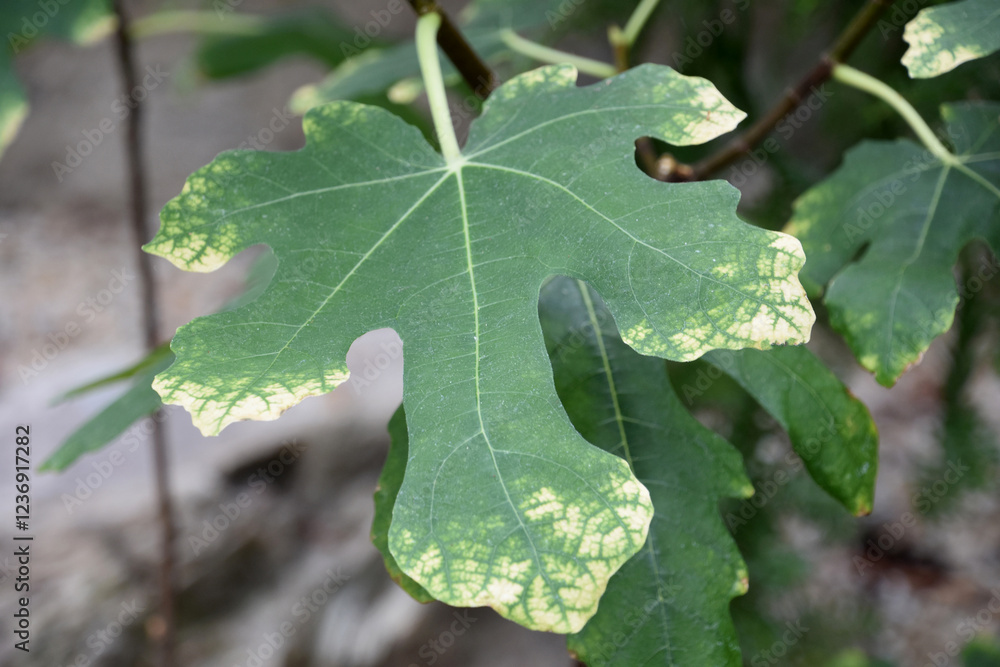 Close Up of a Varigated Common Fig Leaf Close Up of a Varigated Common Fig Leaf