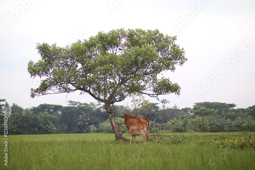 cow and calf