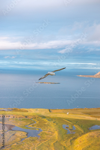 Iceland gull, Larus glaucoides, is flying over a coastal landscape, its wings outstretched against a backdrop of serene blue skies and sunset. Snaefellsnes peninsula, west Iceland photo