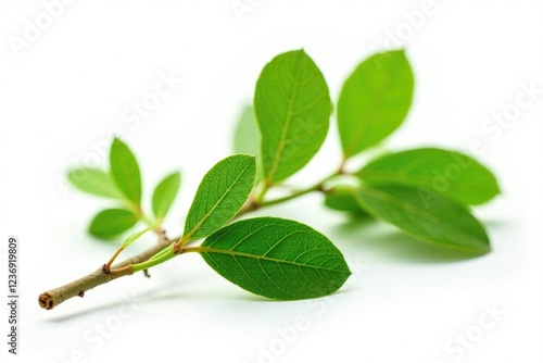 Fresh green branch of Salal Gaultheria Shallon isolated on white background, branch, nature, salal photo