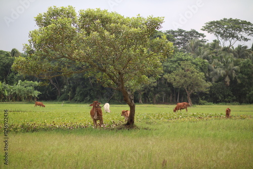 cows in the field