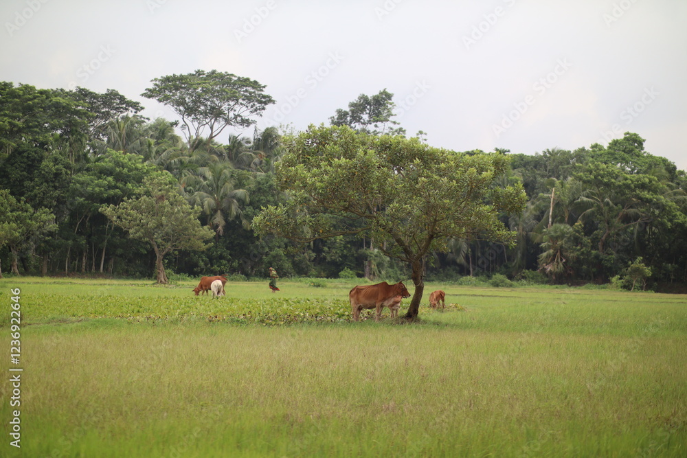 Obraz premium cows in the field