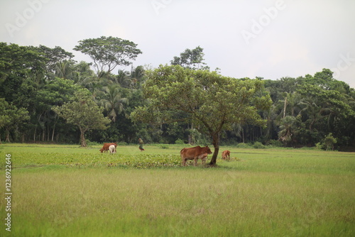 cows in the field